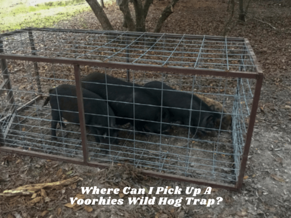 Where Can I Pick Up A Voorhies Wild Hog Trap?