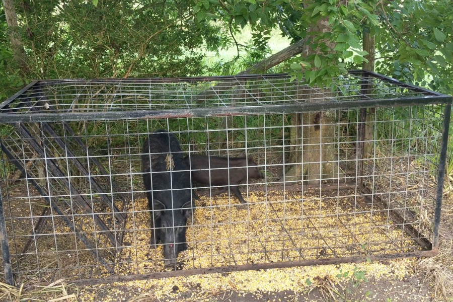 Understanding: Where Can I Pick Up A Voorhies Wild Hog Trap?